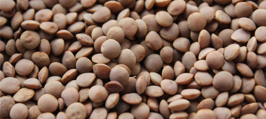 Crimson Lentils Beans