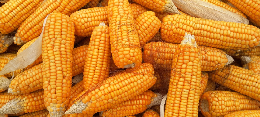 Maize Beans