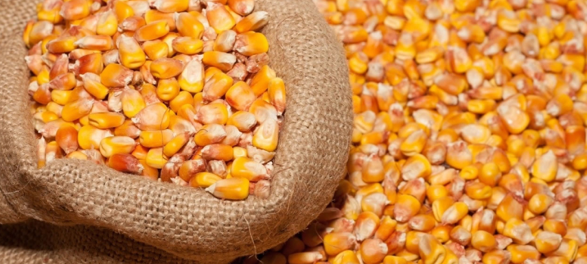 Maize Beans 1