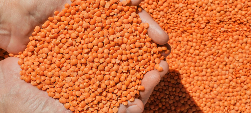 Nipper Lentils Beans 1