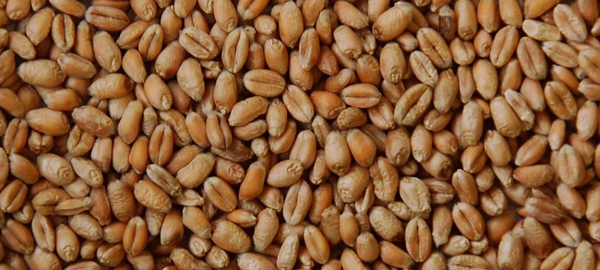 Wheat Beans 1