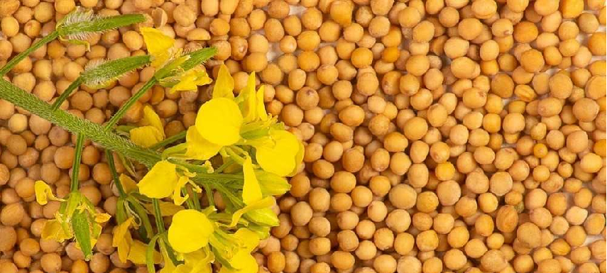 Yellow Mustard Seeds Beans